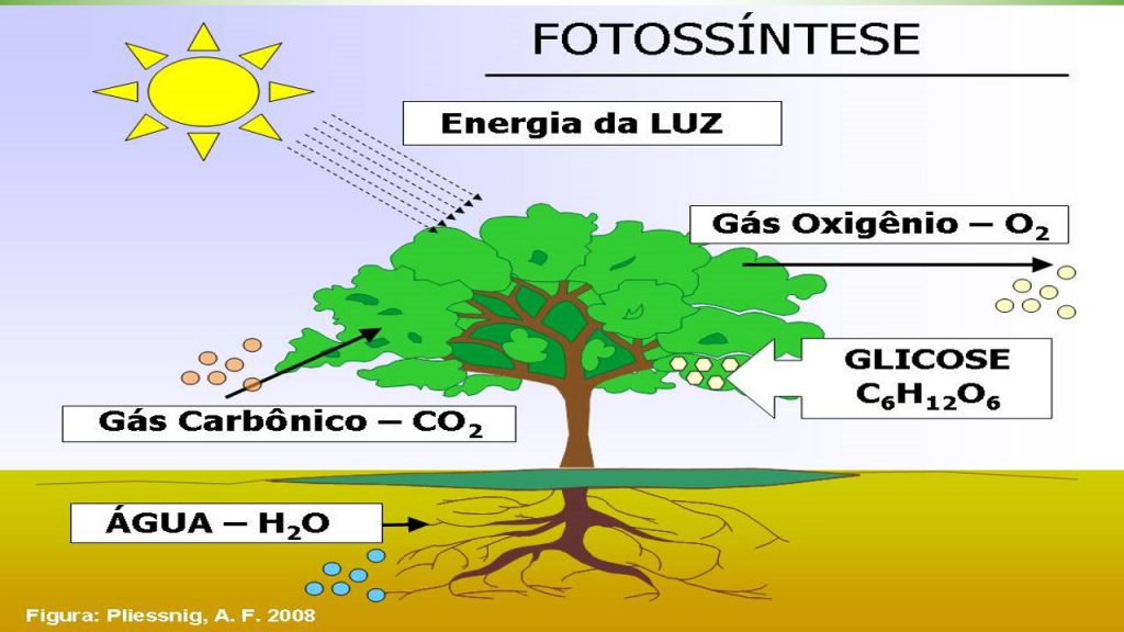 O Que é Fotossíntese Fases Resumo 1887